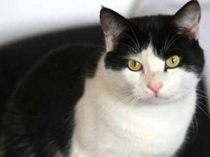 Supporting image for story: £100 reward offered over Craven Arms cat attack