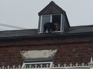 Supporting image for story: Firefighters rescue Labrador from roof of Telford home