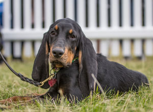 DogFest. All pictures from: https://dog-fest.co.uk/cheshire