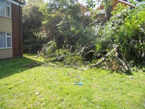 Branches from the trees which were illegally removed