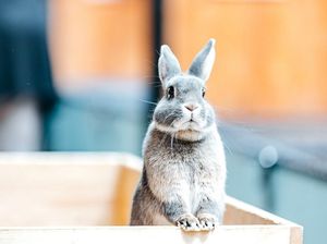 Supporting image for story: Join Alice in Wonderland at Park Hall Countryside Experience