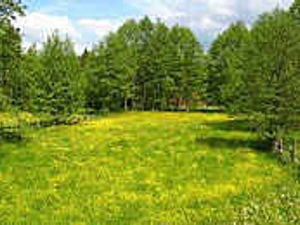 Supporting image for story: 800 trees axed in safety move