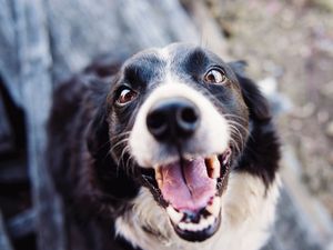 Supporting image for story: Foreign travel ban sparks kennels crisis