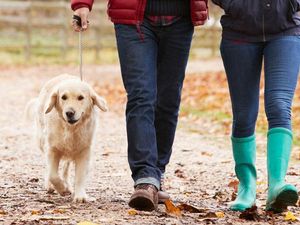 Supporting image for story: Death of a dog hits harder than a relative dying - survey of owners