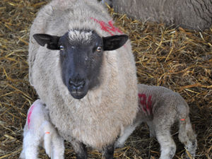 Supporting image for story: Lambing roadshow in Bridgnorth offers key advice