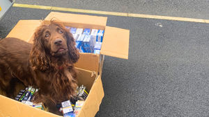 Walsall Council said that only 'highly trained and skilled' sniffer dogs could find the concealed products
