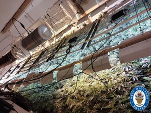 Supporting image for story: Cannabis plants worth £1 million seized by police following raids