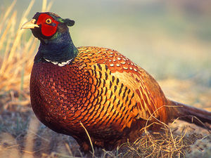 Supporting image for story: Pheasant hunting halted on university grounds after 57,000 birds released for shooting in six years