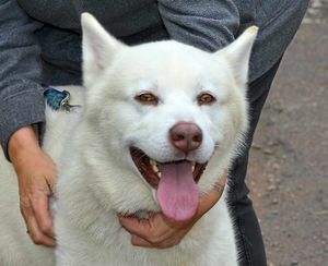 'Stunning dog' – Blaze