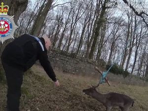 Supporting image for story: Distressed deer in Welshpool left swinging after getting antlers caught in rope