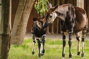 Mioli and Ada were spotted walking together in the outdoors