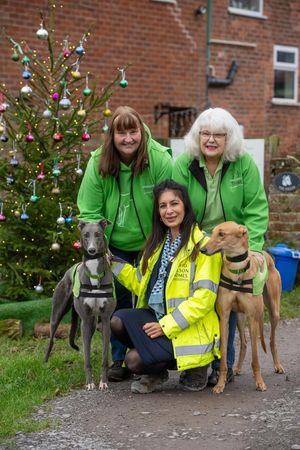 Supporting image for story: Greyhounds enjoy festive feast following 'generous' donation