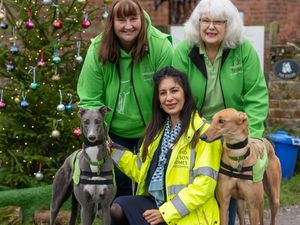 Supporting image for story: Greyhounds enjoy festive feast following 'generous' donation