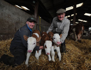 Farmer Ben Beddoes, with the three calves born on Tuesday, and his father Michael.