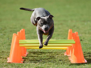 Supporting image for story: Thousands to attend Staffordshire dog show