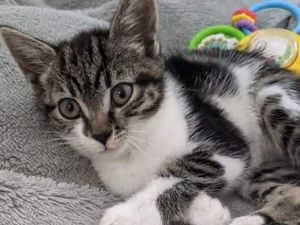 Supporting image for story: Jail term for man who poisoned neighbours’ cats