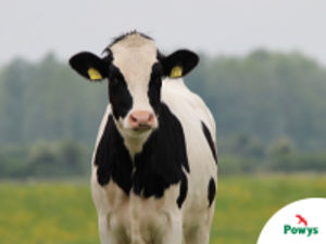 Supporting image for story: Bluetongue virus confirmed in Powys – livestock keepers urged to stay vigilant