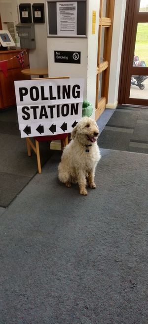 Rex the dog doing his bit for democracy at the Horsehay Village Golf Club polling station
