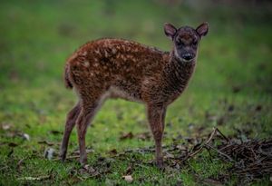 Lyra the fawn was born at Chester Zoo