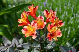 John Massey's garden is bursting with glorious summer colour.