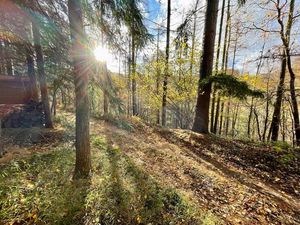 The woodland