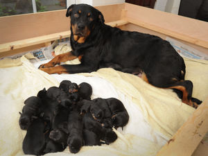 Supporting image for story: Puppy love: Litter of 15 rottweilers takes a bow-wow at Telford home - with video