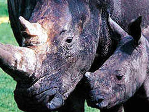 Supporting image for story: Rhino clambers onto car