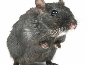 Supporting image for story: Cannock takeaway owners fined over mice infestation