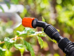 Supporting image for story: Q&A: Everything you need to know about the plan to ban bee-harming pesticides