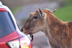 West Midland Safari Park
