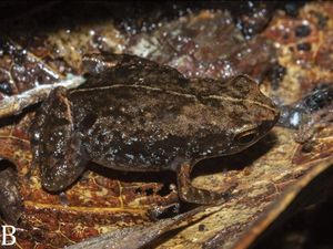 Supporting image for story: Newly discovered frog species already critically endangered