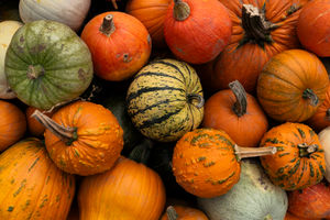 Lots of pumpkins left for picking at Staffordshire's Best Pumpkin Patch!
