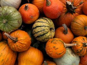 Supporting image for story: Staffordshire’s best pumpkin patch decided after public vote