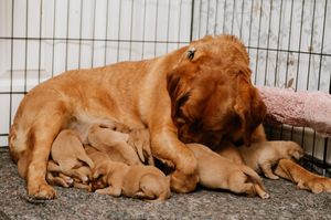 Daisy with her litter