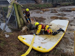 Supporting image for story: Four cows stuck in Stafford slurry