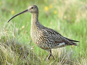 Supporting image for story: First Curlew Country project chicks fly the nest