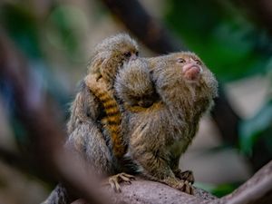 Supporting image for story: Shropshire MP welcomes plans to ban monkeys and other primates as pets