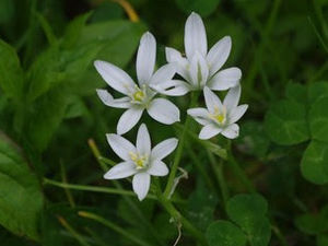 Supporting image for story: Star of Bethlehem flower spotted at Shropshire park for first time in two decades