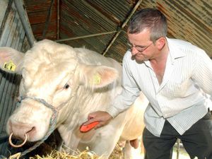 Supporting image for story: Shropshire County Show will delight, say organisers