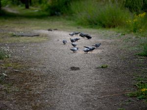 Supporting image for story: Sandwell canal rat problem 'where rats nibble at shoes' caused by 'excessive feeding of birds' council says