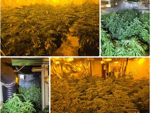 Supporting image for story: Huge cannabis farm worth around £150,000 found by police in Staffordshire 