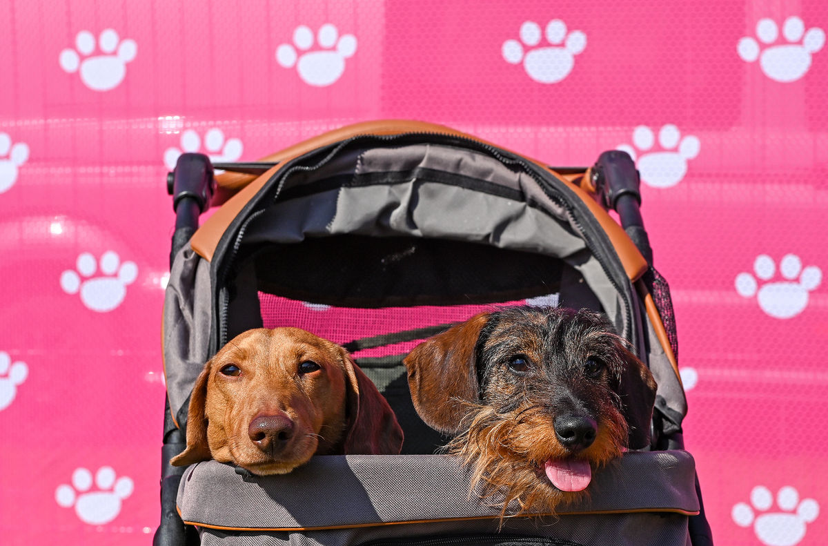 Ragley Hall’s DogFest, in partnership with Agria Pet Insurance, in photos