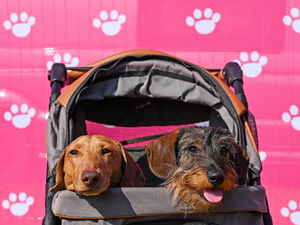 DogFest, with Agria Pet Insurance, kicked off it's summer tour at Ragley Hall this weekend!