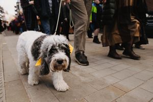 Four-legged friend joins the march
