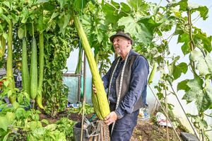 Record breaking vegetable grower Graham Barratt with his elongated loofahs which he is preparing to take to the Malvern Autumn Show this week. Graham from Gloucestershire hopes to be in the running for his oversized cucumbers, chillies, squash and loofahs.