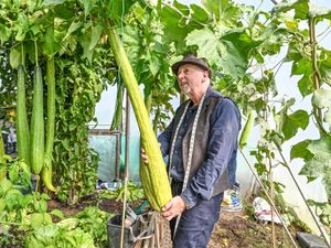 Supporting image for story: 'I've grown a 6.5m cucumber in my Midlands home garden and it's broken 4 world records for home-grown veg'