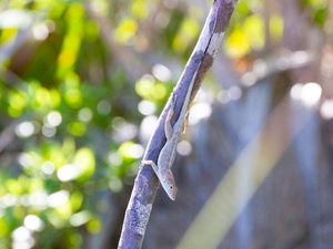 Supporting image for story: A bunch of lizards were blasted by leaf blowers in the name of science