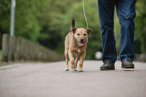Arthritis does not just affect old dogs
