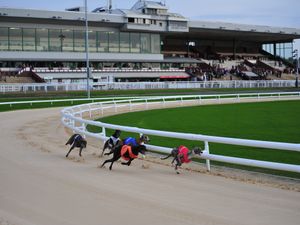 Supporting image for story: Local hopes pinned on Now And Then in Premier Greyhound Racing Oaks semi-finals