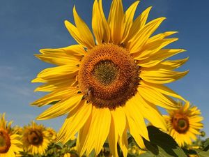 Supporting image for story: Happy Fibonacci Day: Maths fans celebrate number sequence mirrored in date